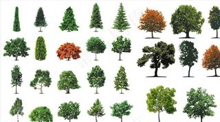 手绘大树松树图片