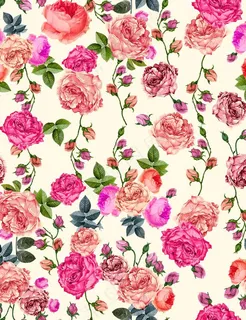 大牌月季花图片