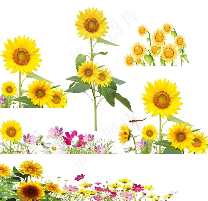 向日葵图片psd模版下载
