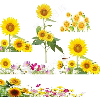 向日葵图片