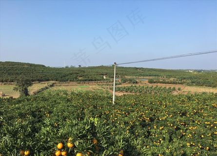 金堂脐橙 脐橙果园 脐橙基地图片