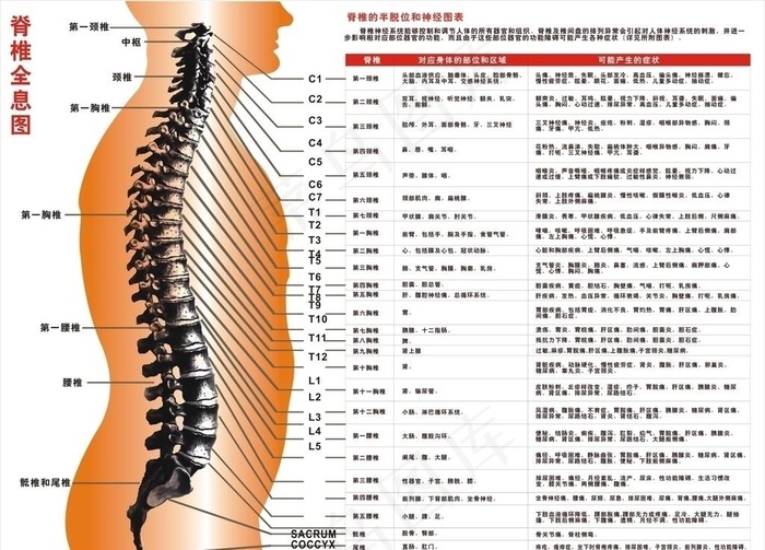 脊椎图图片