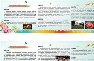 月季栽培技术展板图片