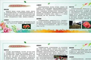 月季栽培技术展板图片