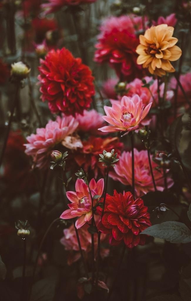 花卉图片