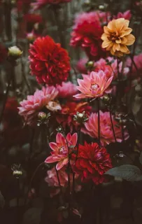 花卉图片 花卉图片