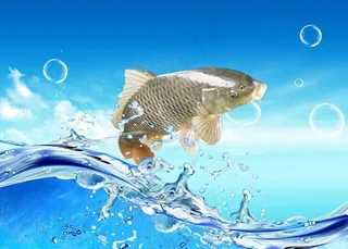 跳跃的鱼图片
