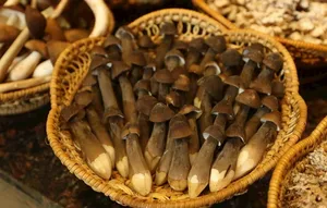 黑鸡枞图片