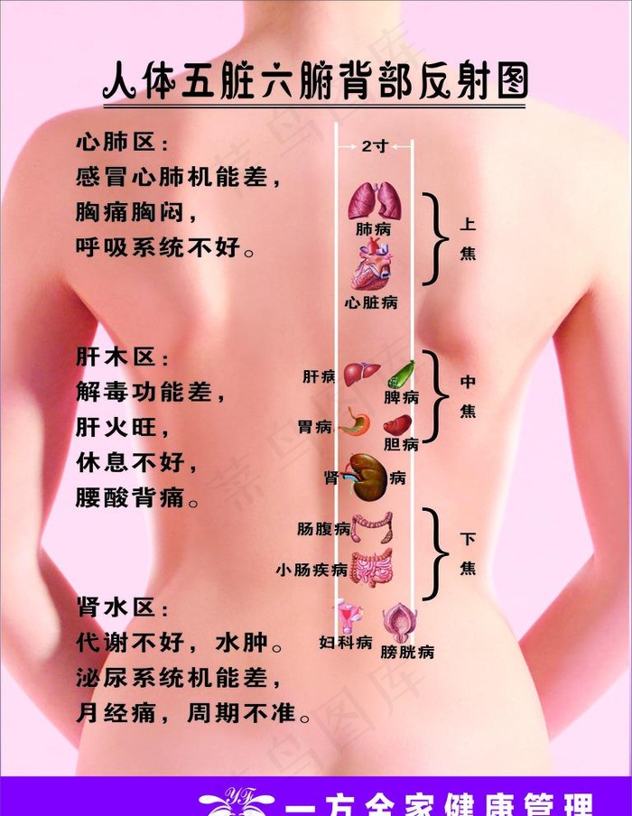 人体五章六腑背部反射图图片