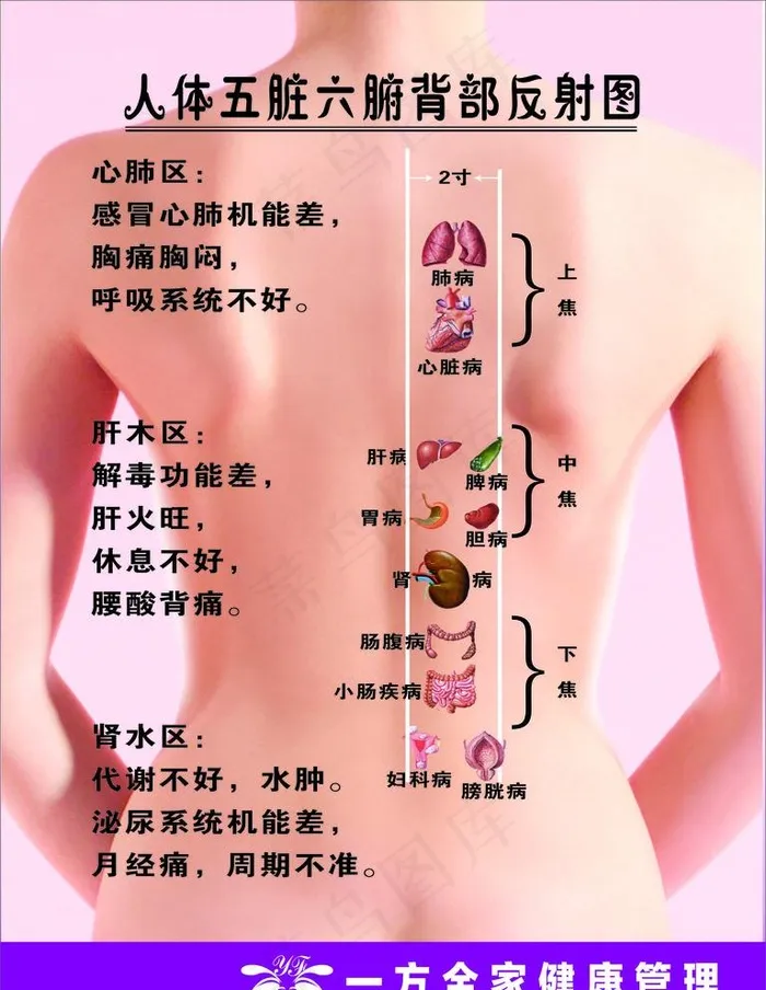 人体五章六腑背部反射图图片cdr矢量模版下载