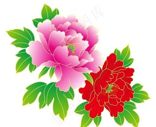 牡丹花 上壹图片