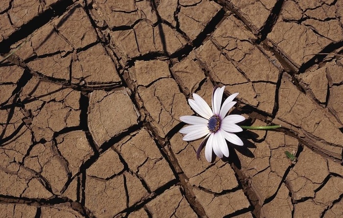 土地龟裂 地表干涸 花纹图片