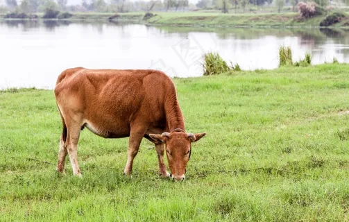 小黄牛图片