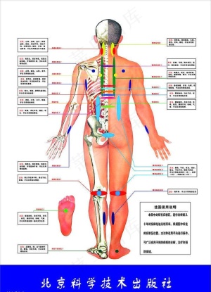 人体背部穴位按摩图图片