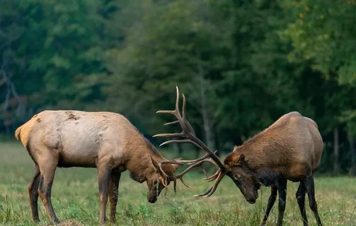 梅花鹿图片 梅花鹿图片