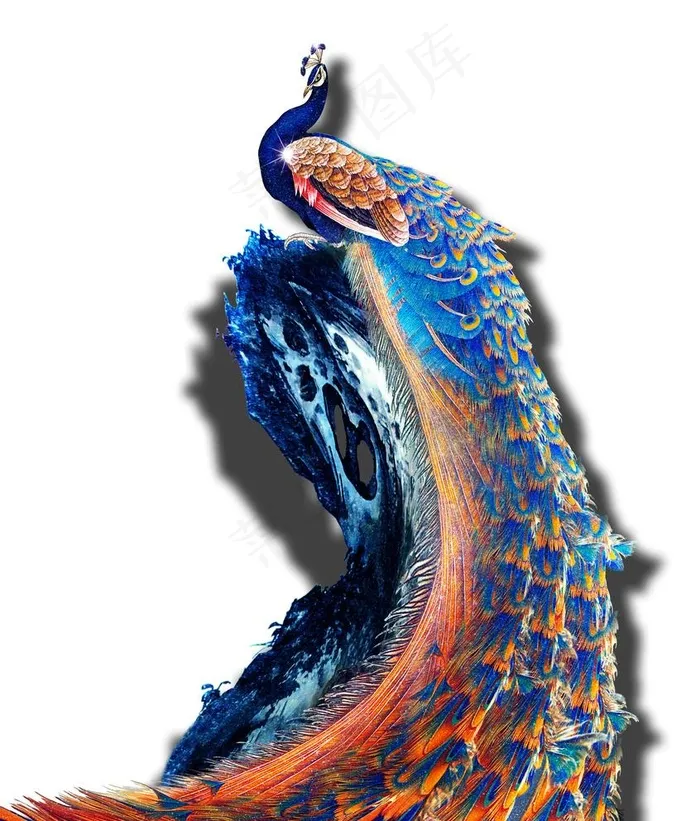 孔雀图片(3543X4134(DPI:300))psd模版下载