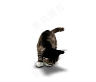 猫猫动态视频
            
动态预览图