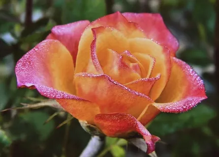 花卉图片 花卉图片