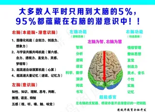 左脑为智、右脑为慧图片
