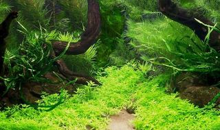 鱼缸造景艺术 高清实景拍菜鸟图库片