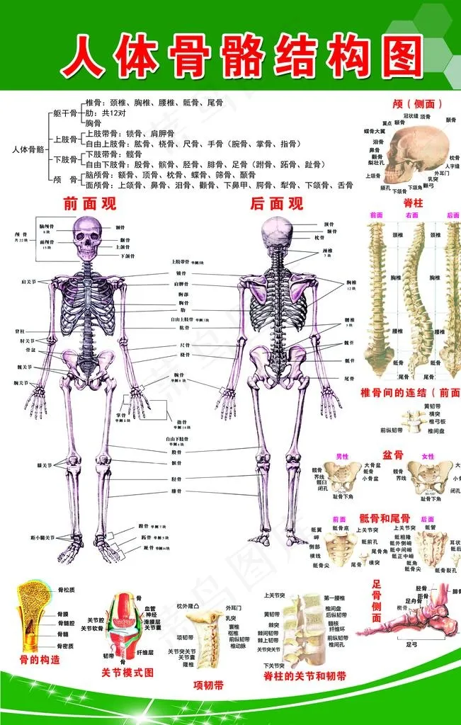 人体骨骼结构图图片(9449X14173(DPI:300))psd模版下载