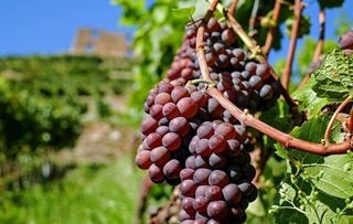葡萄图片