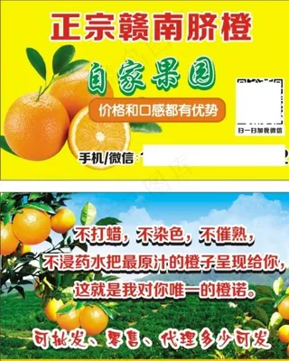 赣南脐橙  名片  自家果园图片