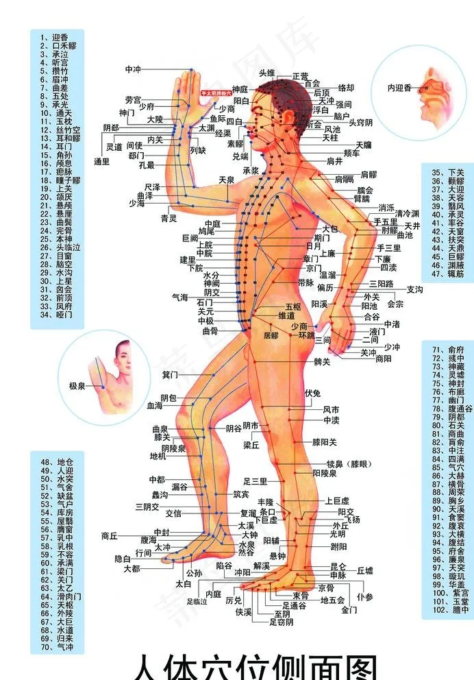 人体穴位图图片psd模版下载