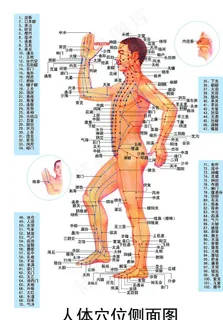 人体穴位图图片