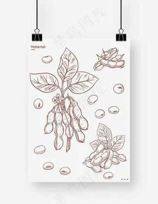 豆子 豌豆 黄豆 豆荚图片