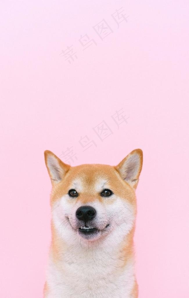 狗狗图片