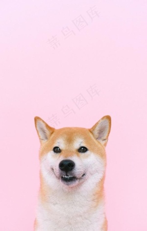 狗狗图片