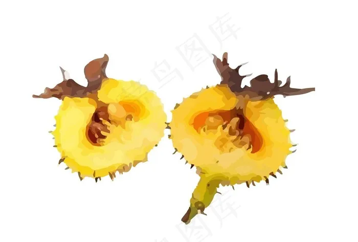 刺梨图片ai矢量模版下载