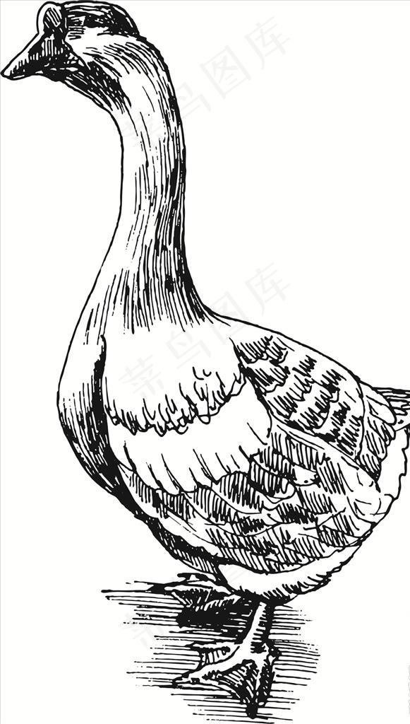 手绘矢量大鹅鸭子图图片