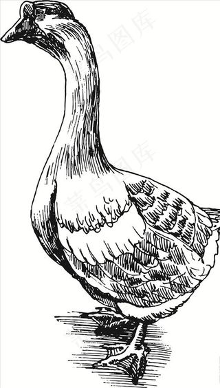 手绘矢量大鹅鸭子图图片