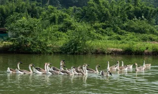 鹅群图片