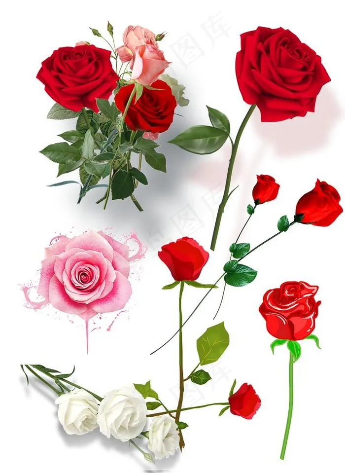玫瑰花图片(827X1169(DPI:100))psd模版下载