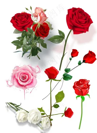 玫瑰花图片