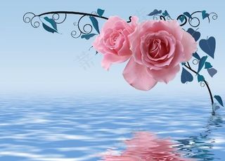 玫瑰图片