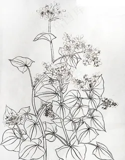 原创手绘 工笔 荞麦 五谷杂粮图片