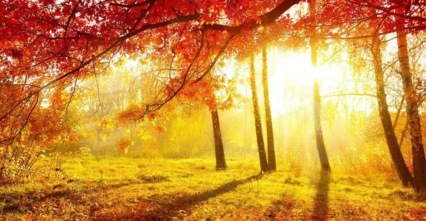 秋天的落叶图片