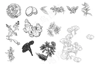 生姜 何首乌 灵芝矢量图片