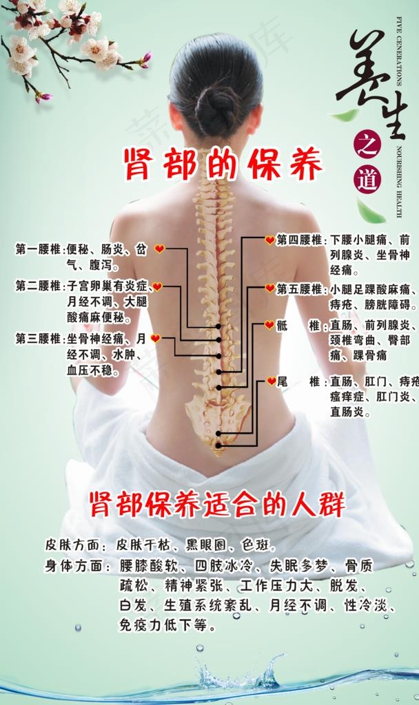 肾部的保养图片(2953X4724(DPI:150))psd模版下载
