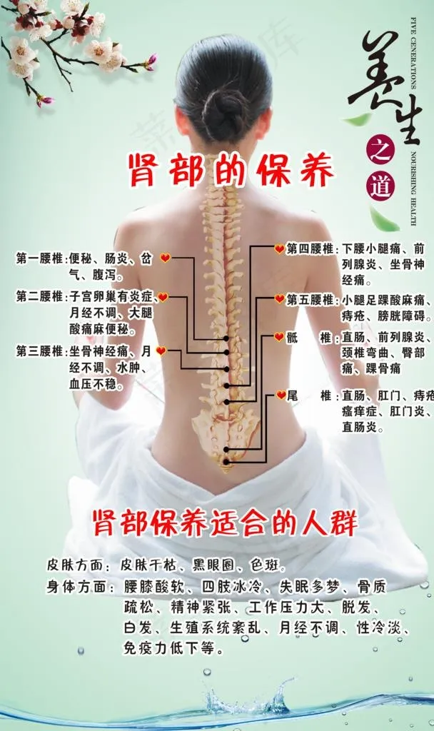 肾部的保养图片(2953X4724(DPI:150))psd模版下载