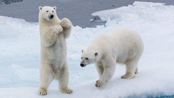 北极熊白熊图片