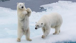 北极熊白熊图片