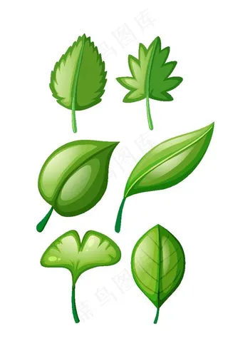 叶子图片