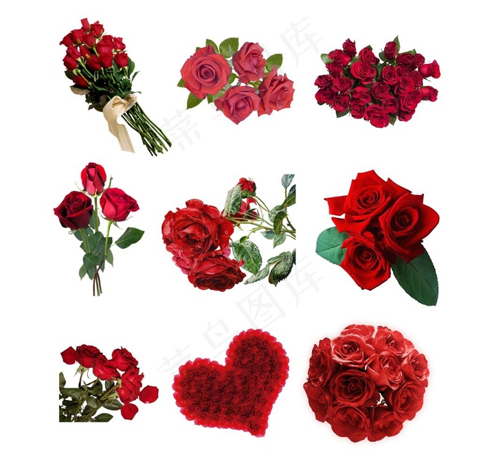 玫瑰图片