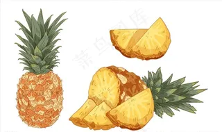 矢量彩色手绘水果菠萝凤梨插画图片