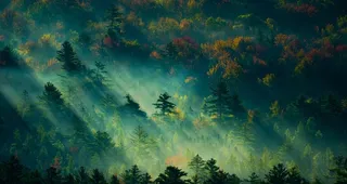 绿色森林阳光图片